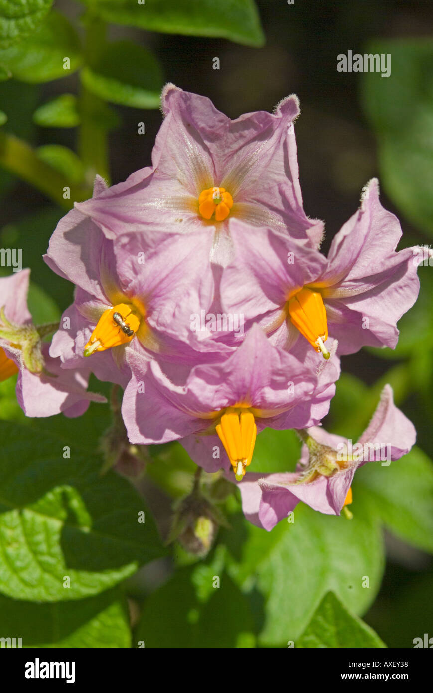 Flowers of the potato plant Stock Photo Alamy