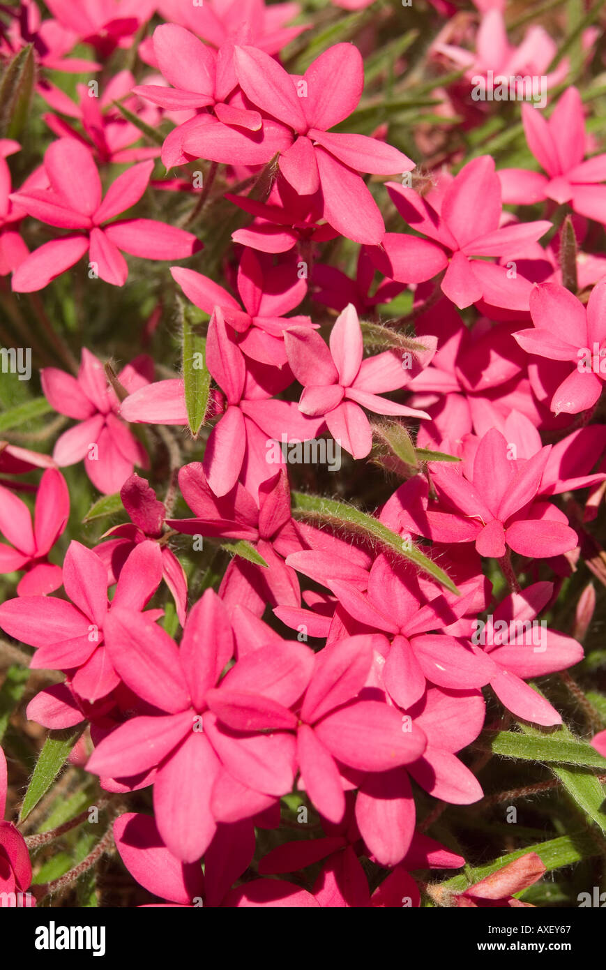 Rhodohypoxis baurii var Allbrighton also known as rosy posy or red star Stock Photo
