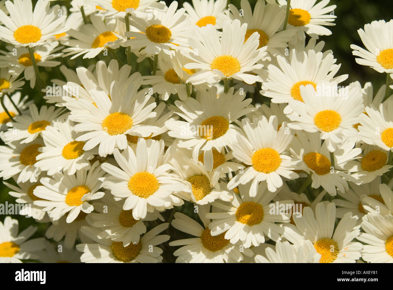 Tanacetum cinerariifolium, pyrethrum daisies sometimes called the Dalmatian Chrysanthemum Stock Photo