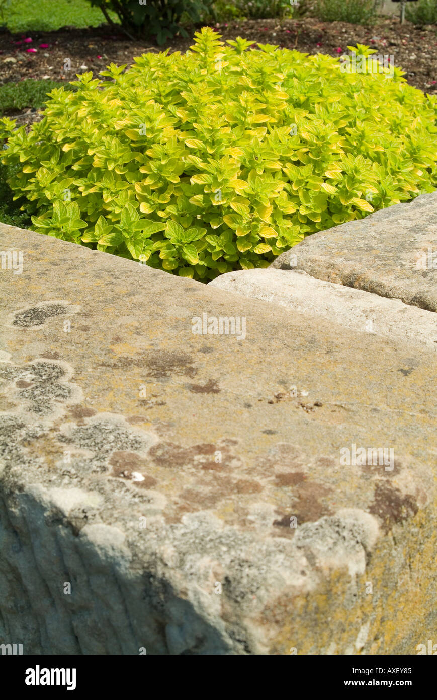 Oreganum var Aureum contrasted against a warm stone wall Stock Photo