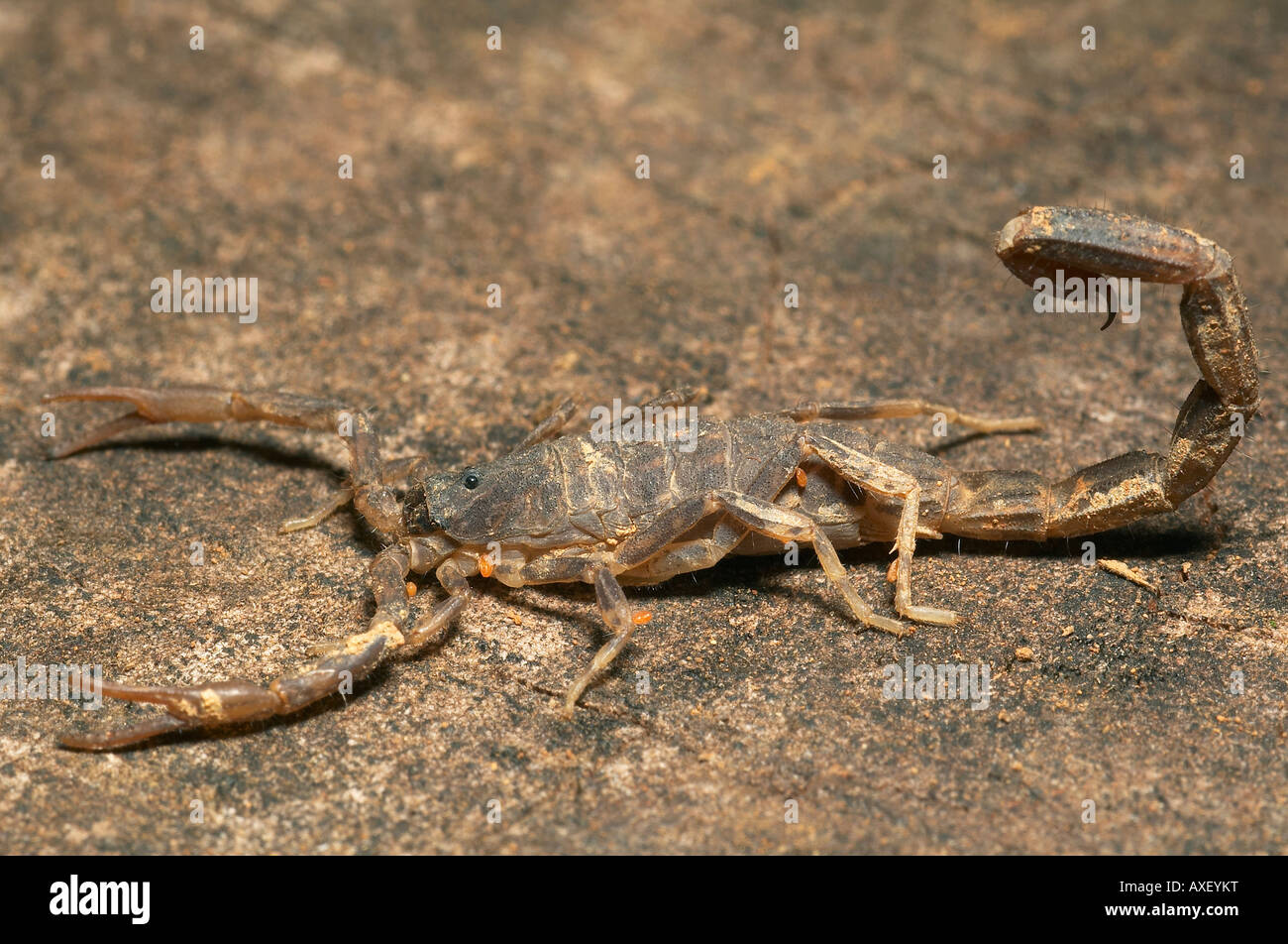 ARACHNID, SCORPION. Scorpion with small red ticks on exoskeleton. Photographed in Agumbe, Karnataka, INDIA. Stock Photo