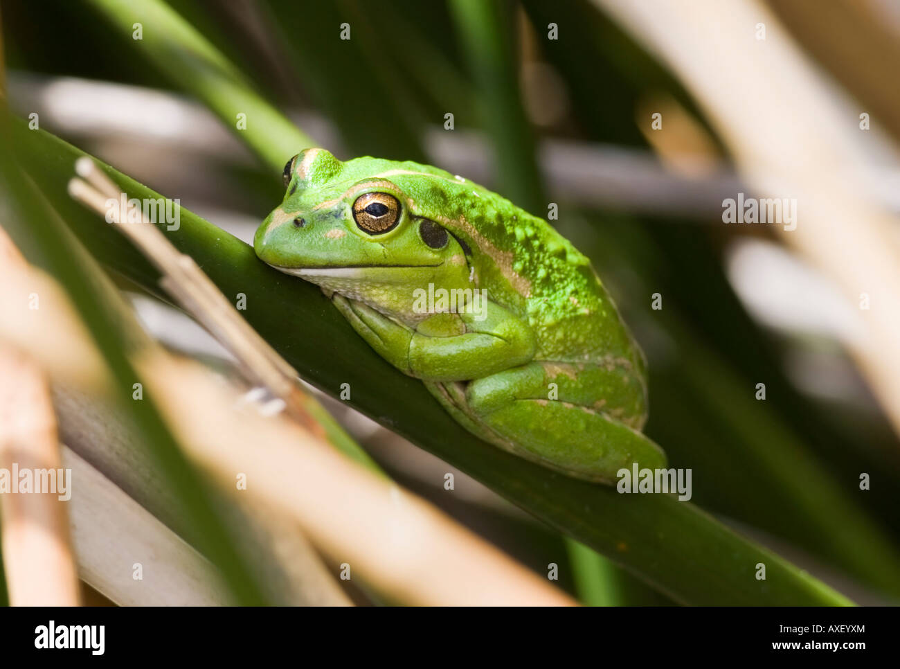 A bright green Motorbike Frog (litoria moorei) on a reed at Herdsman Lake, Perth, Western Australia Stock Photo