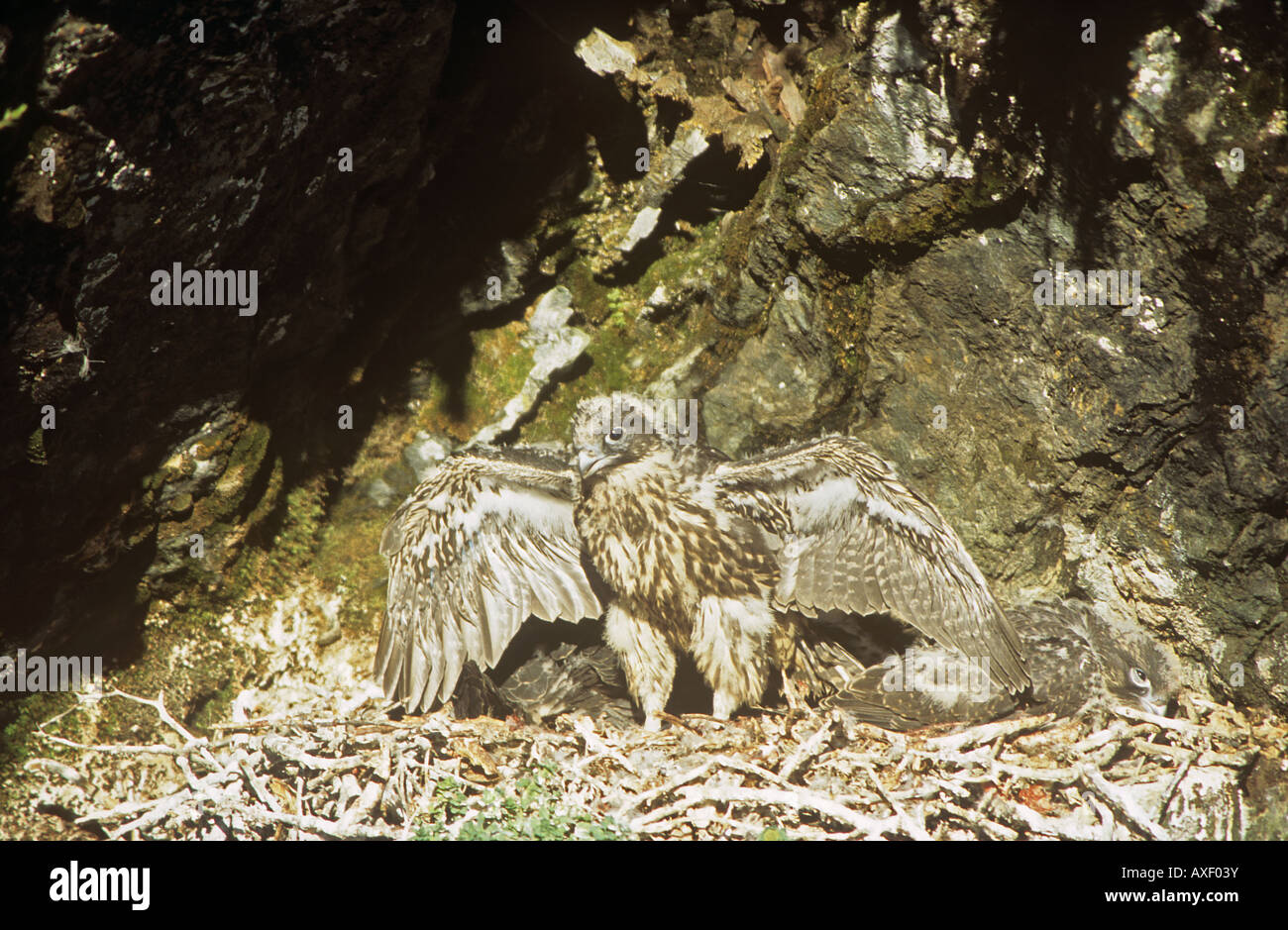 Gyrfalcons nest hi-res stock photography and images - Alamy
