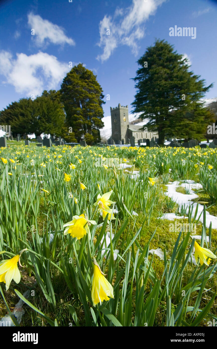 Troutbeck churchyard near Windermere and wild daffodils Lake District UK Stock Photo