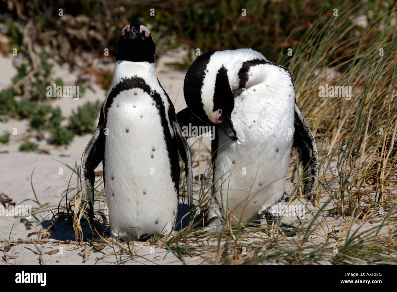 african penguin spheniscus demersus near boulders beach on the false bay cape town western cape province south africa Stock Photo