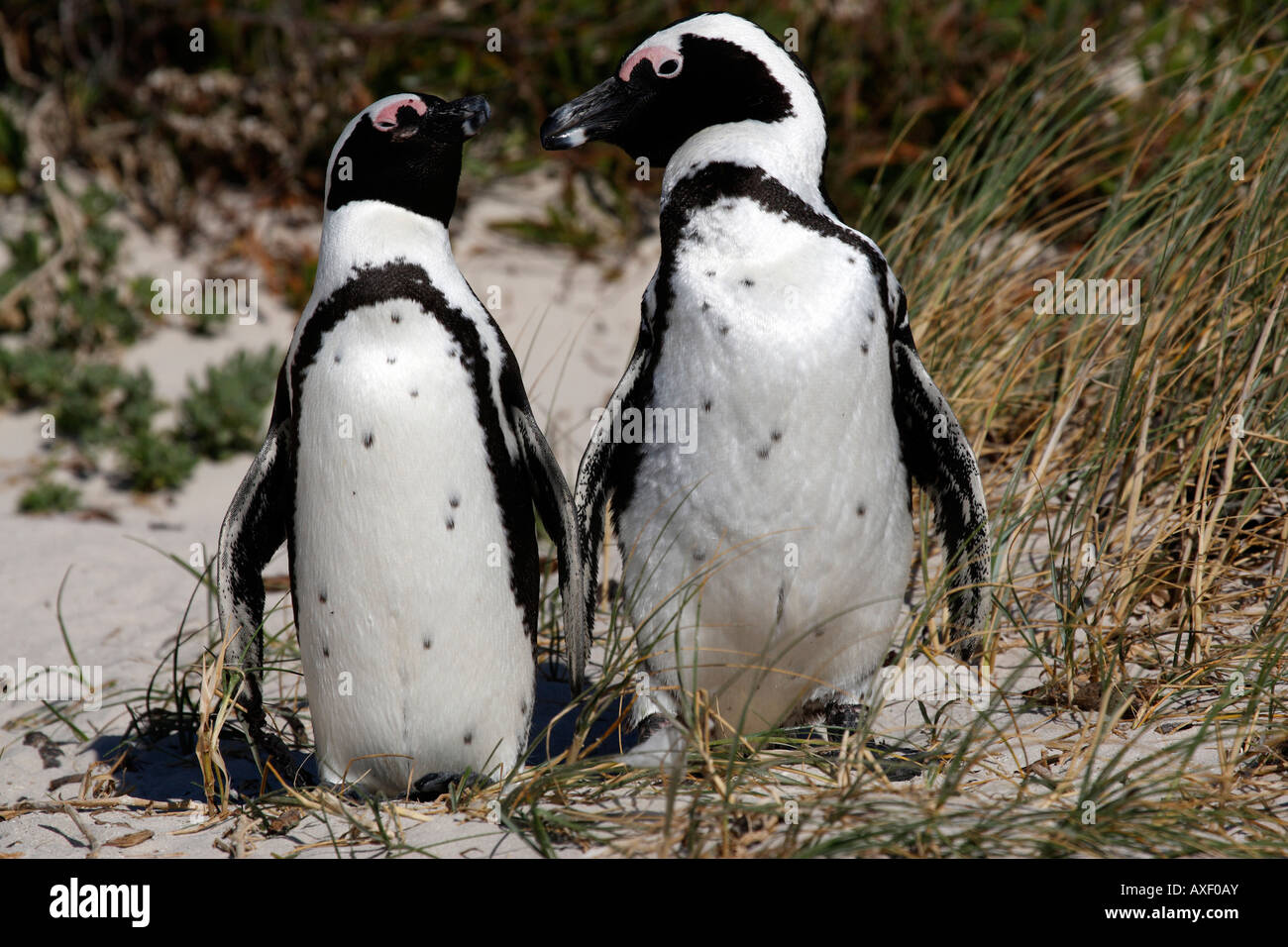 african penguin spheniscus demersus near boulders beach on the false bay cape town western cape province south africa Stock Photo