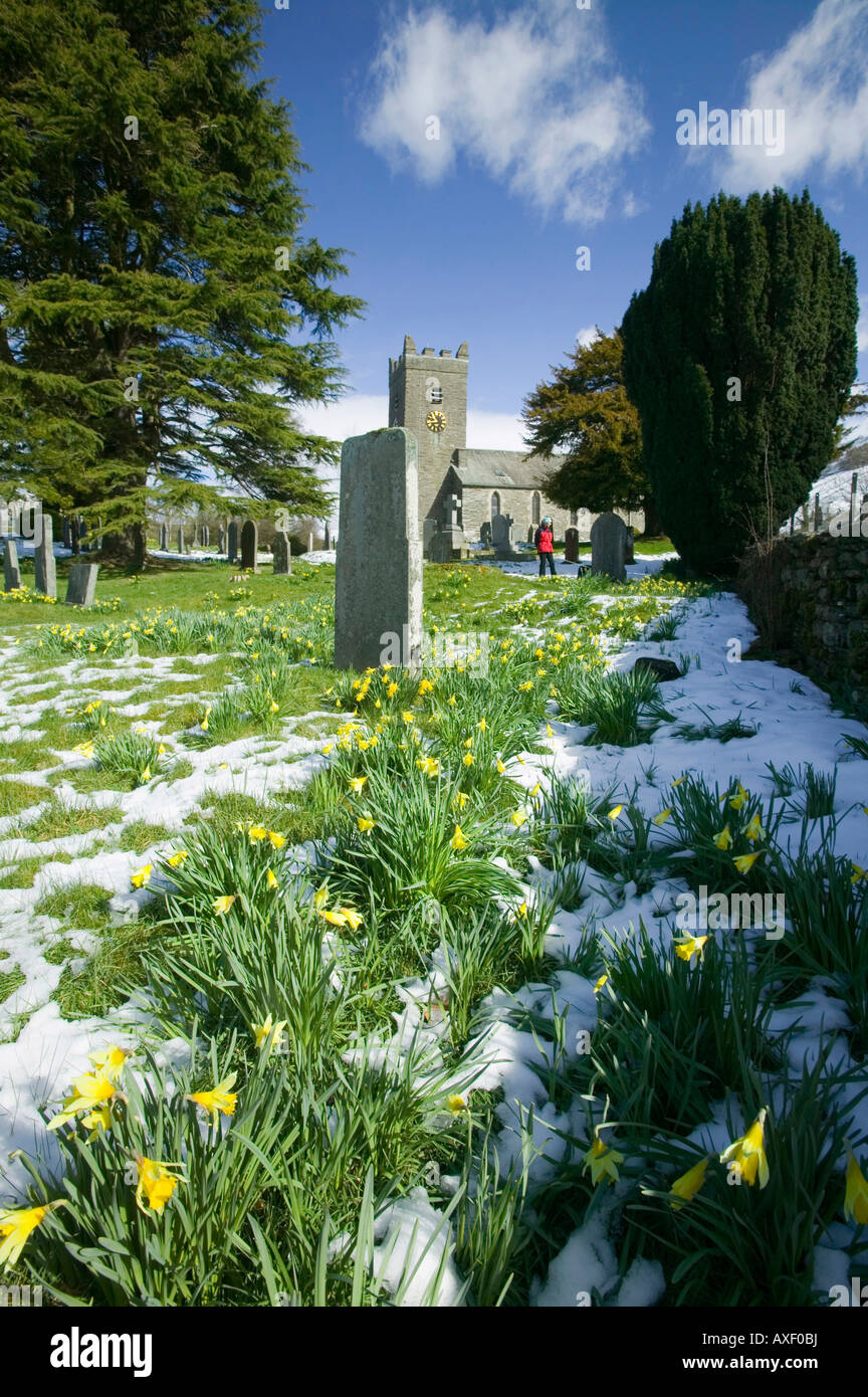 Troutbeck churchyard near Windermere and wild daffodils Lake District UK Stock Photo