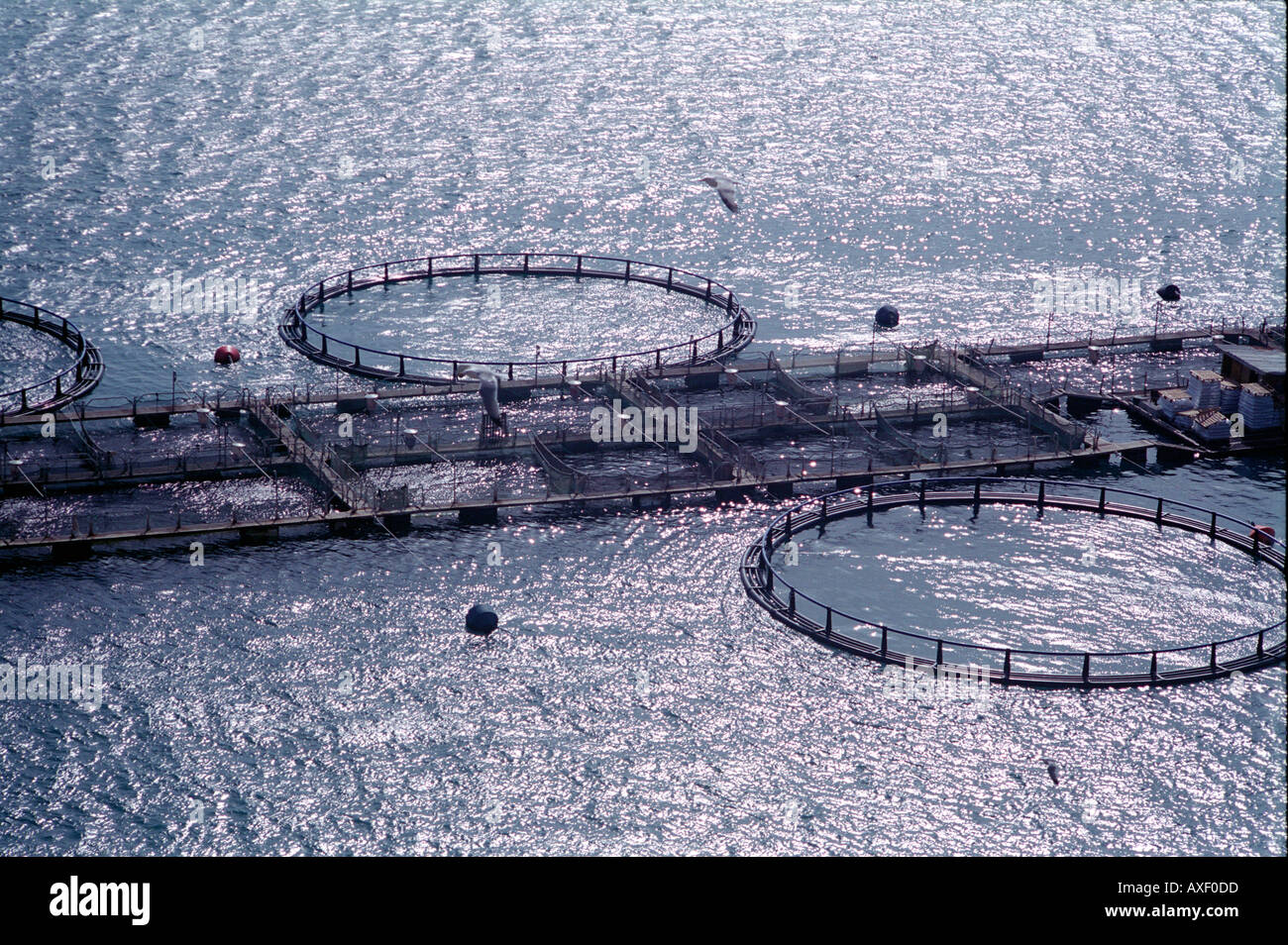 Fish farming off the west coast of Kefalonia a Greek Ionian Island Stock Photo Alamy