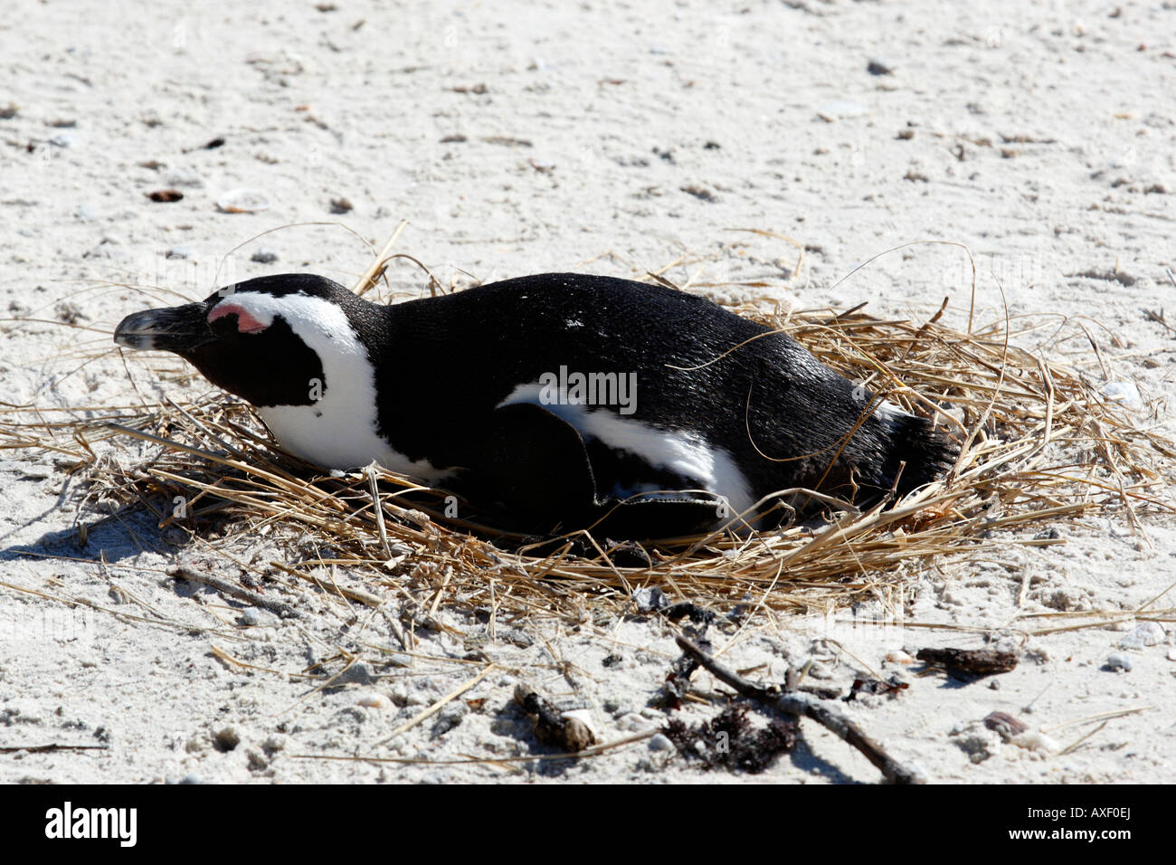 african penguin spheniscus demersus near boulders beach on the false bay cape town western cape province south africa Stock Photo