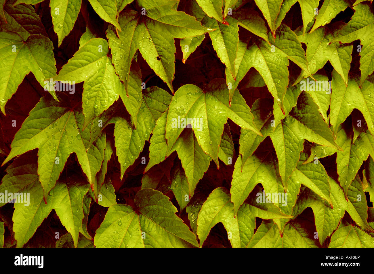 closeup of leaves Stock Photo - Alamy