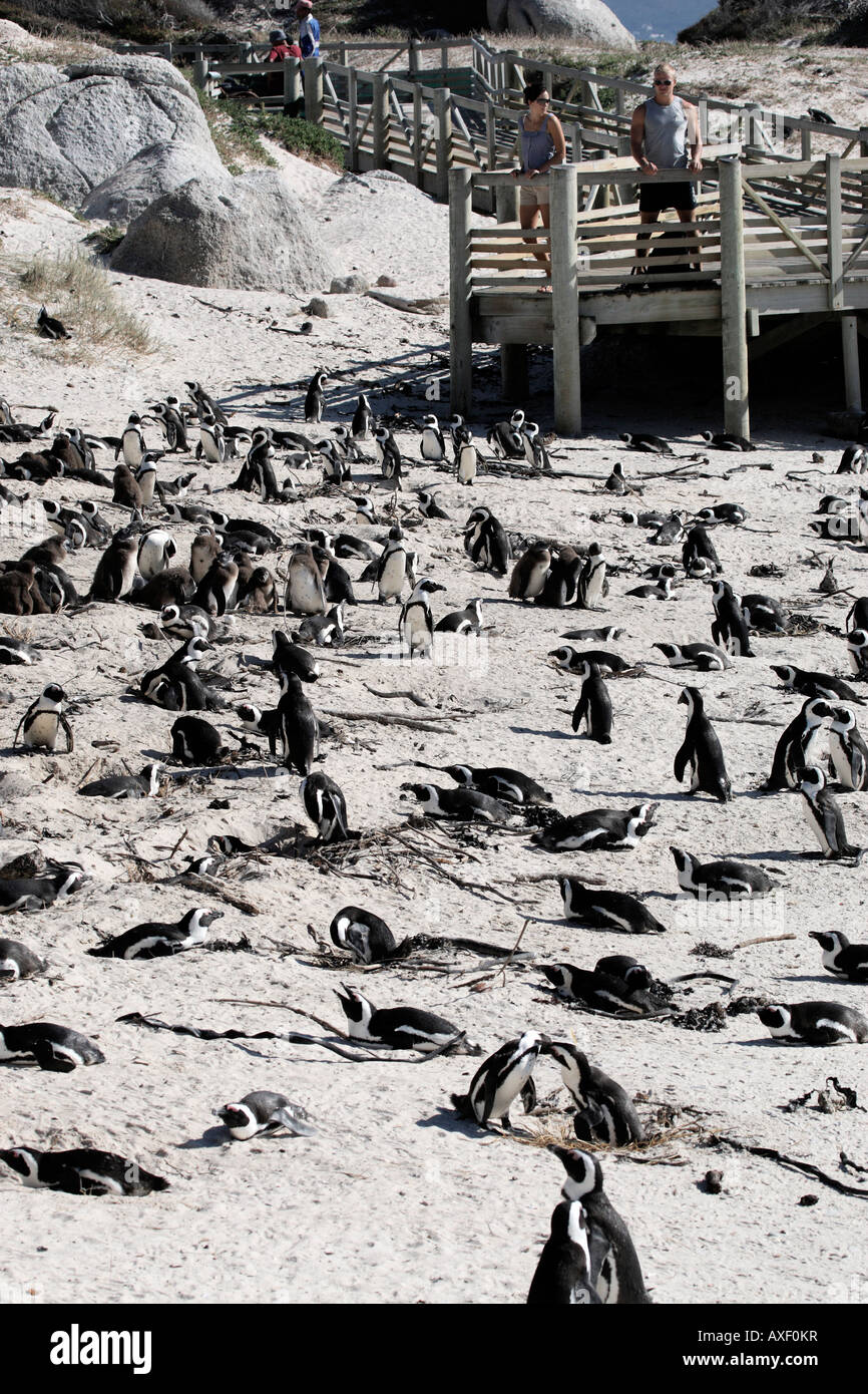 african penguin spheniscus demersus near boulders beach on the false bay cape town western cape province south africa Stock Photo