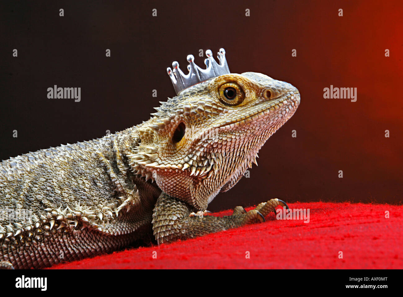 Central Bearded Dragon with crown Stock Photo