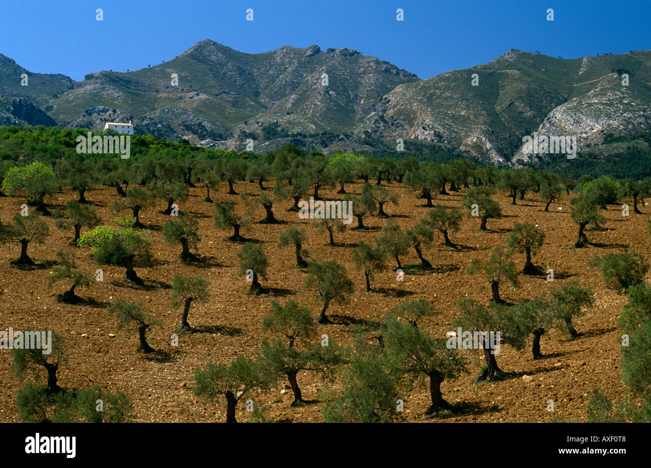 Olive Tree Groves and Mountains, near Alozaina, east of Ronda, Andalucia, Spain Stock Photo