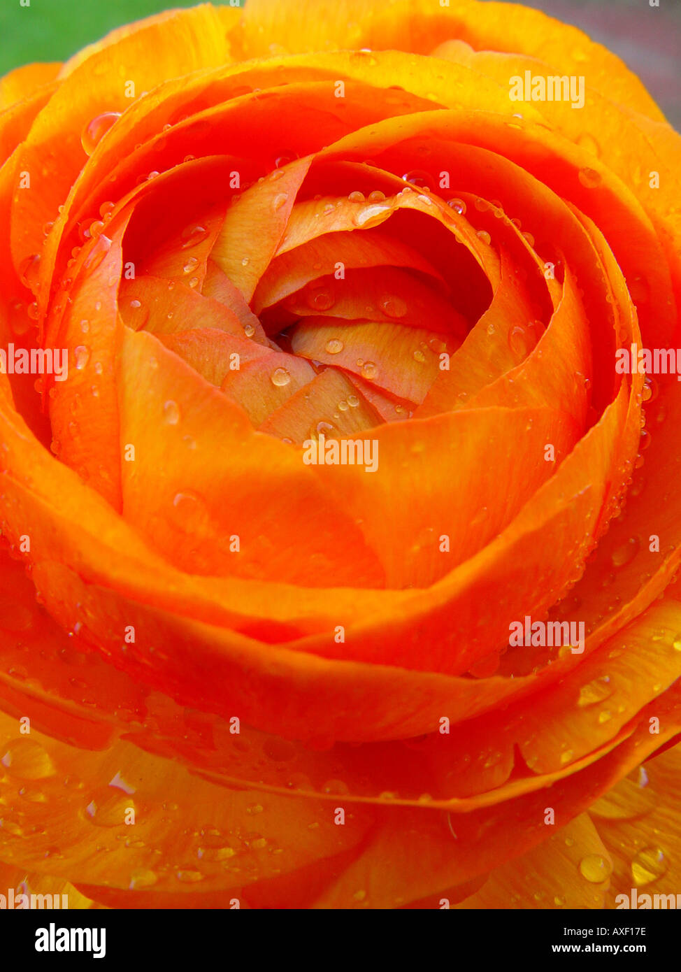 Ranunculus Accolade Series Orange Stock Photo