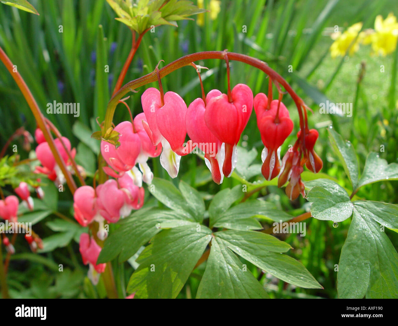 Dicentra spectabilis Bleeding Heart Stock Photo Alamy