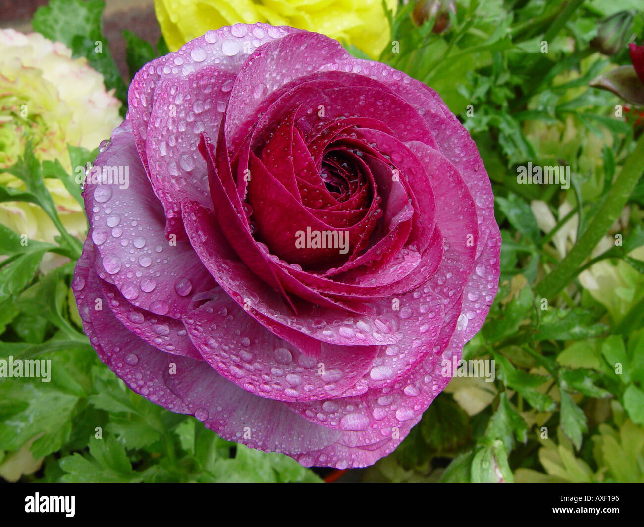 Ranunculus asiaticus Accolade Series Mauve purple Stock Photo