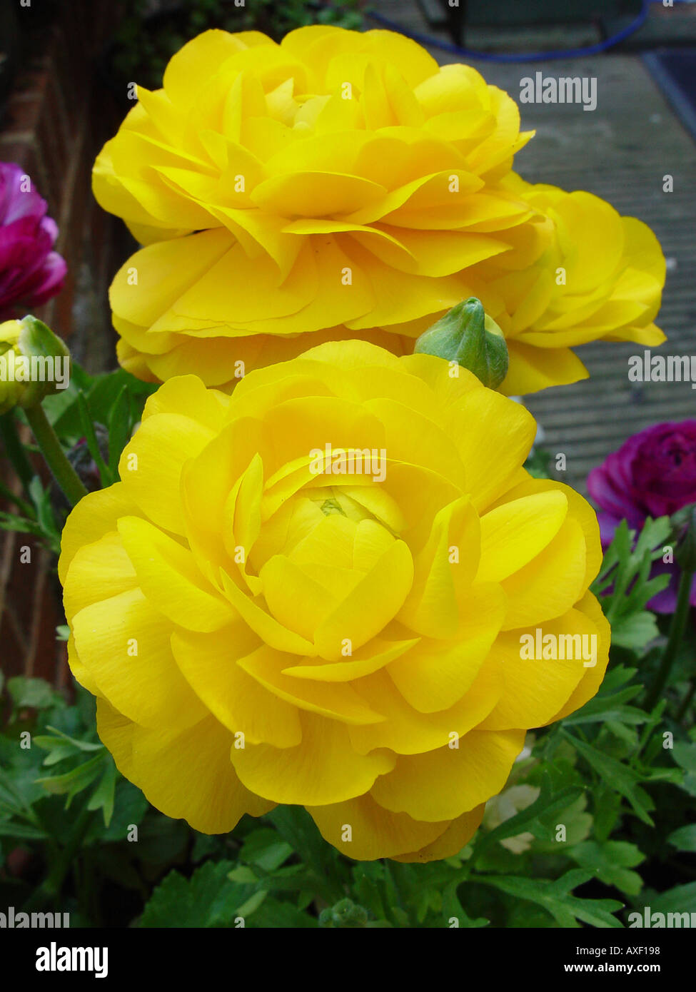 Ranunculus asiaticus Accolade Series Yellow Stock Photo - Alamy