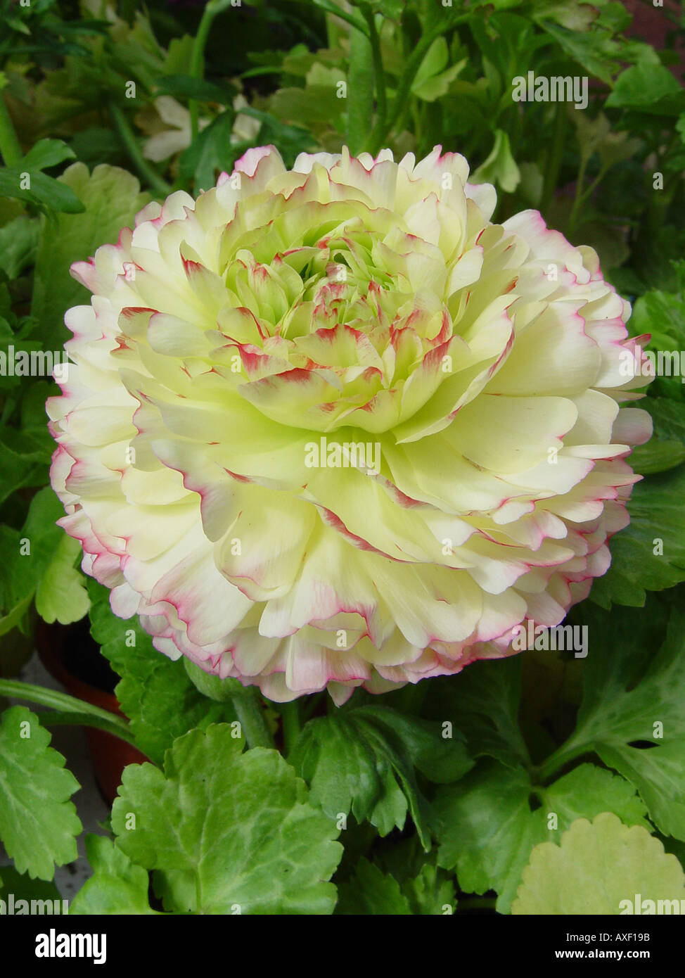 Ranunculus asiaticus Accolade Series white Stock Photo
