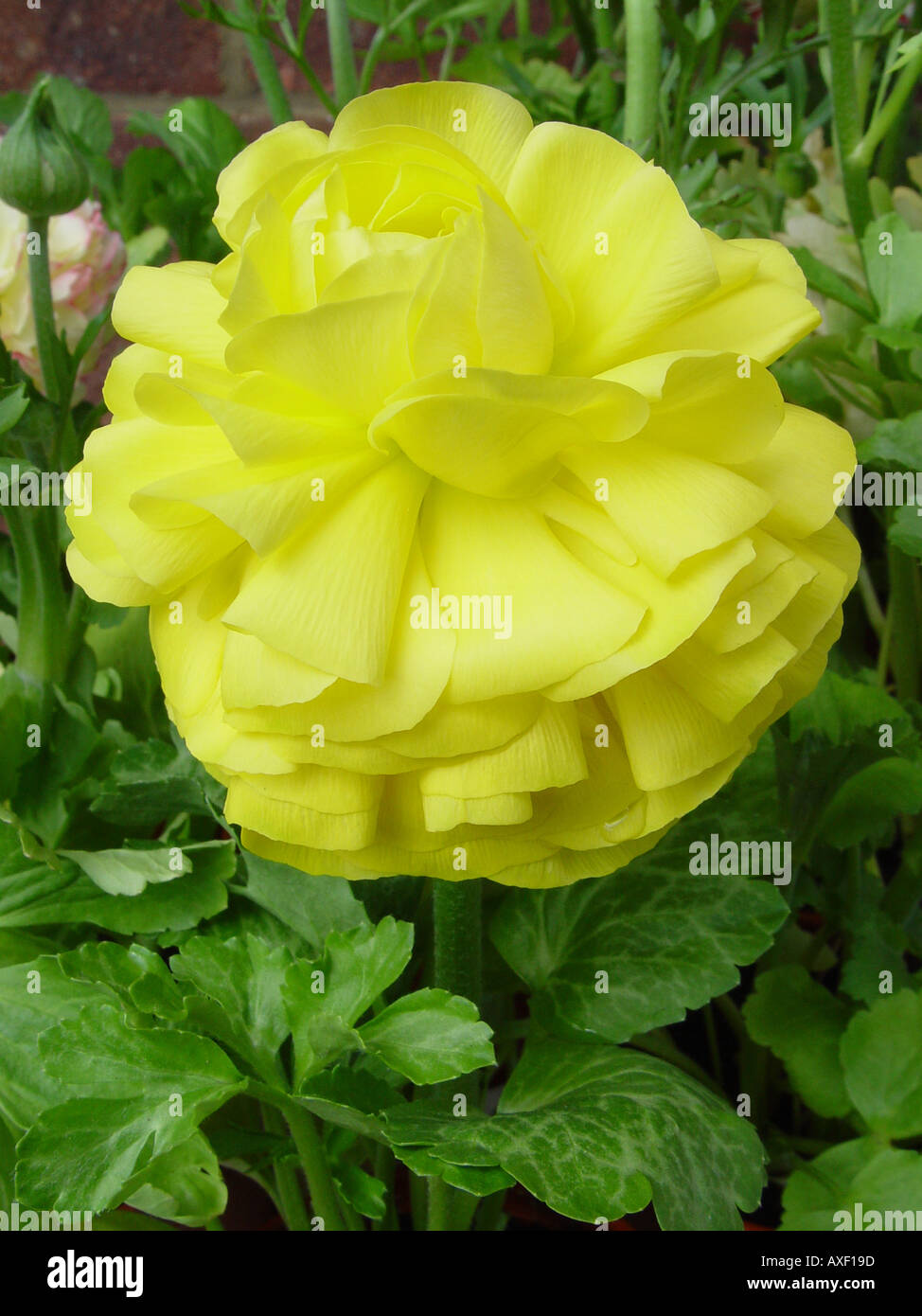 Ranunculus asiaticus Accolade Series Yellow Stock Photo