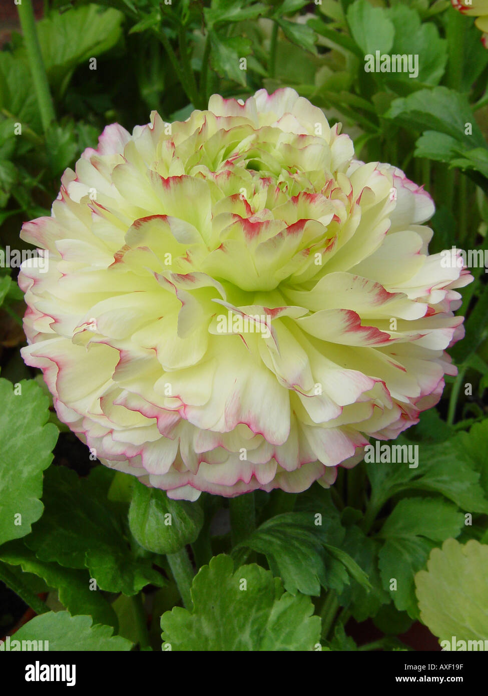 Ranunculus asiaticus Accolade Series white Stock Photo