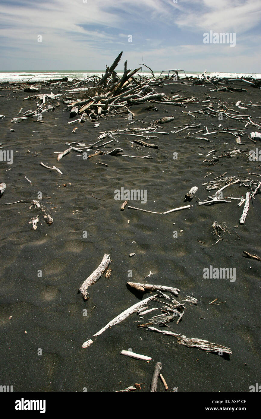 driftwood on black sand beach new zealand Stock Photo Alamy