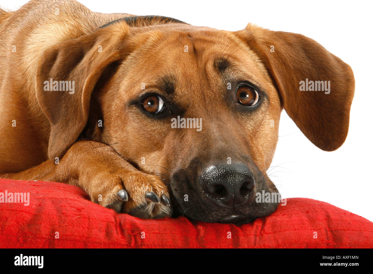 half breed dog lying on pillow Stock Photo Alamy