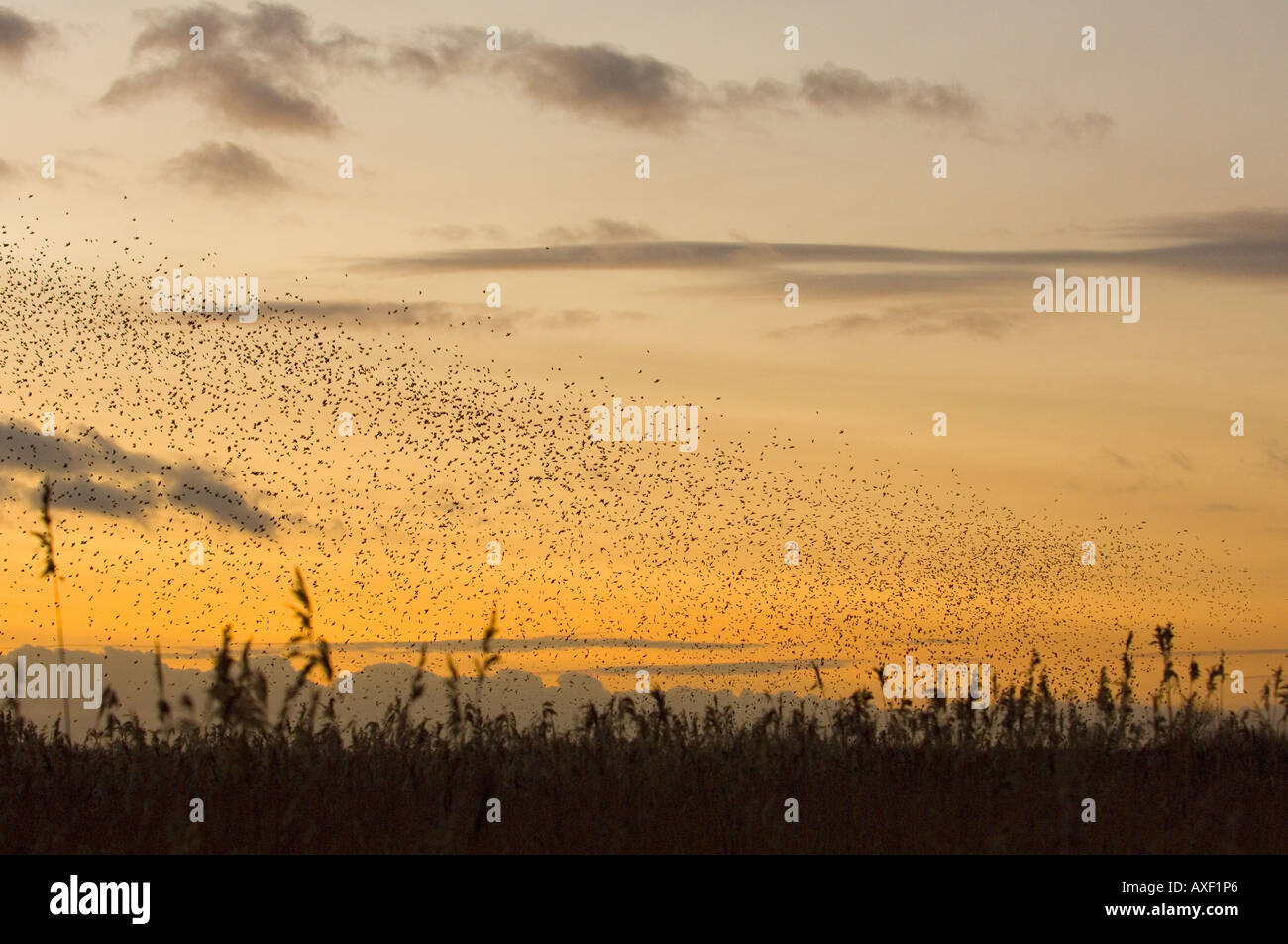 Flock of Common starlings flying back to roost at sunset {Sturnus vulgaris} Westhay NNR, Somerset, UK Stock Photo