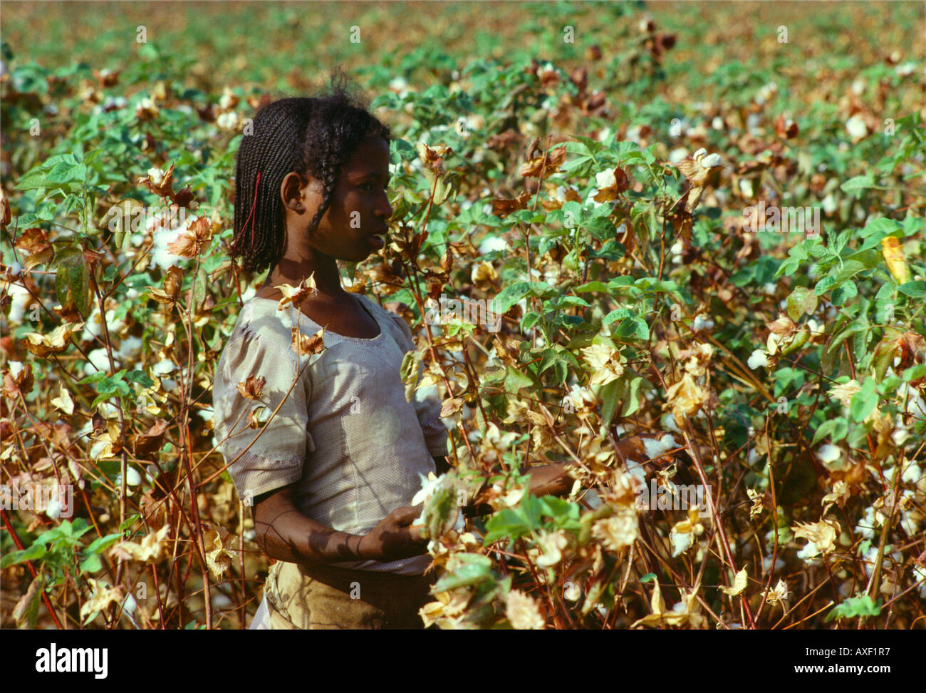 Wadi Medani Sudan Cotton Picking Child Stock Photo