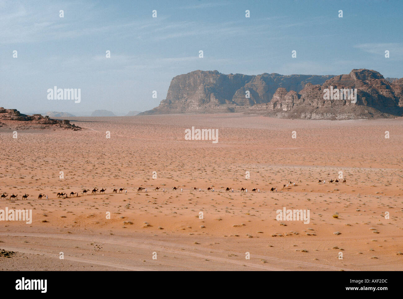 Camel Train Crossing Desert Wadi Rum Jordan Stock Photo