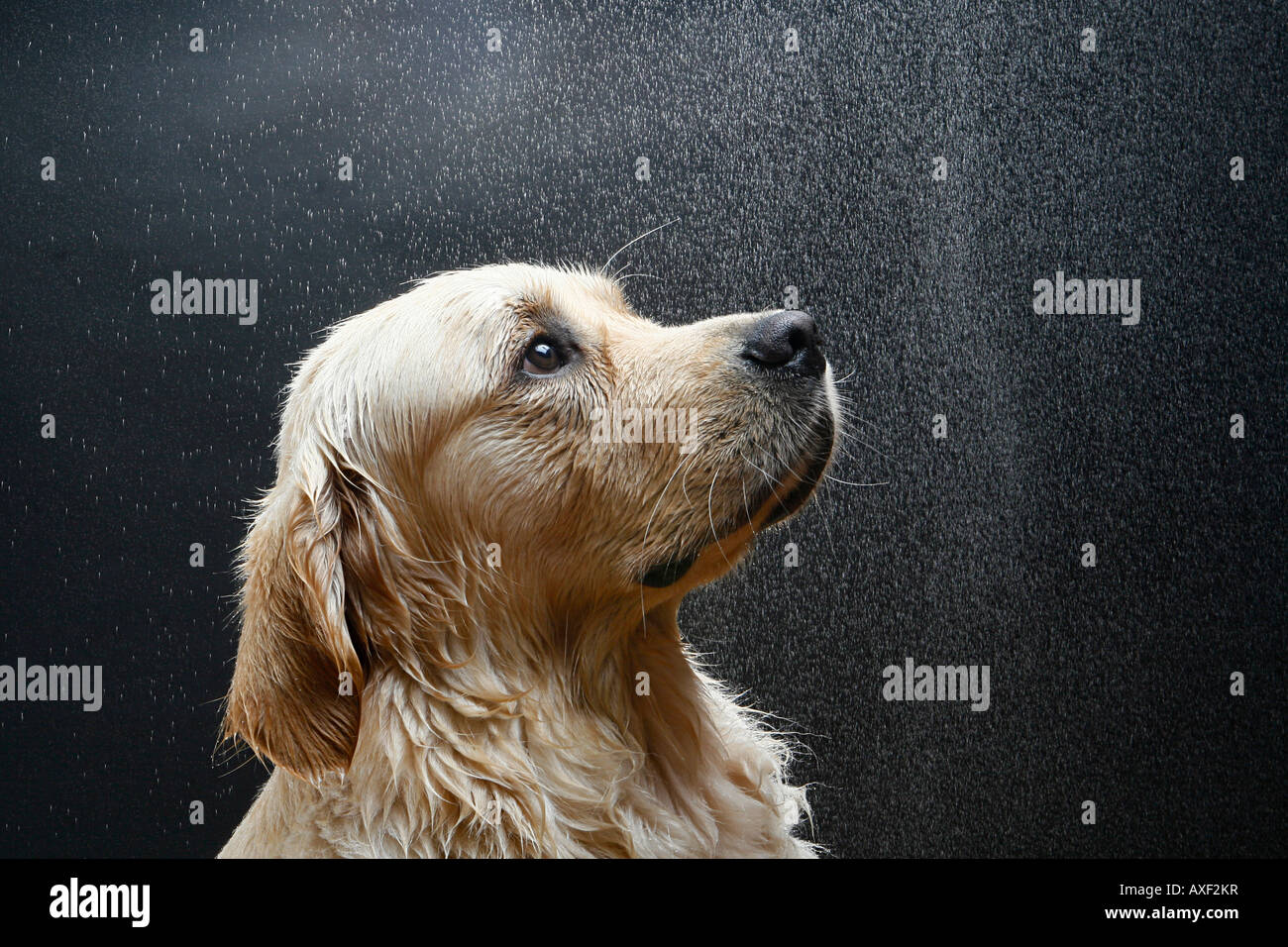 Golden Retriever, Portrait of adult, wet dog. Germany Stock Photo