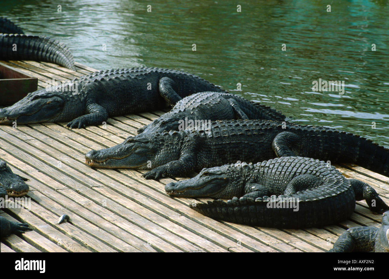 Florida Usa Alligators Everglades Stock Photo - Alamy