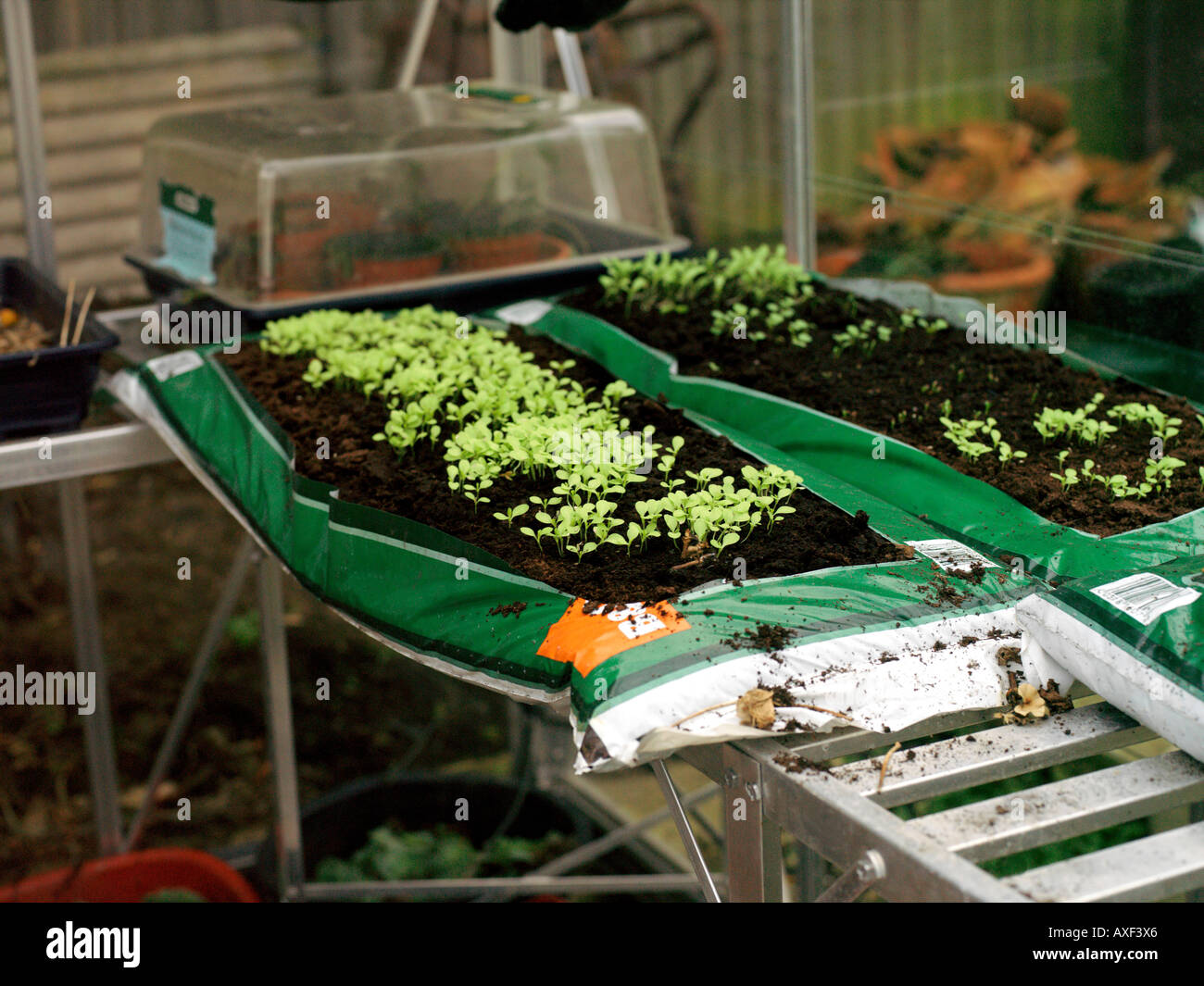 Seedlings in a Growbag in a Greenhouse Stock Photo