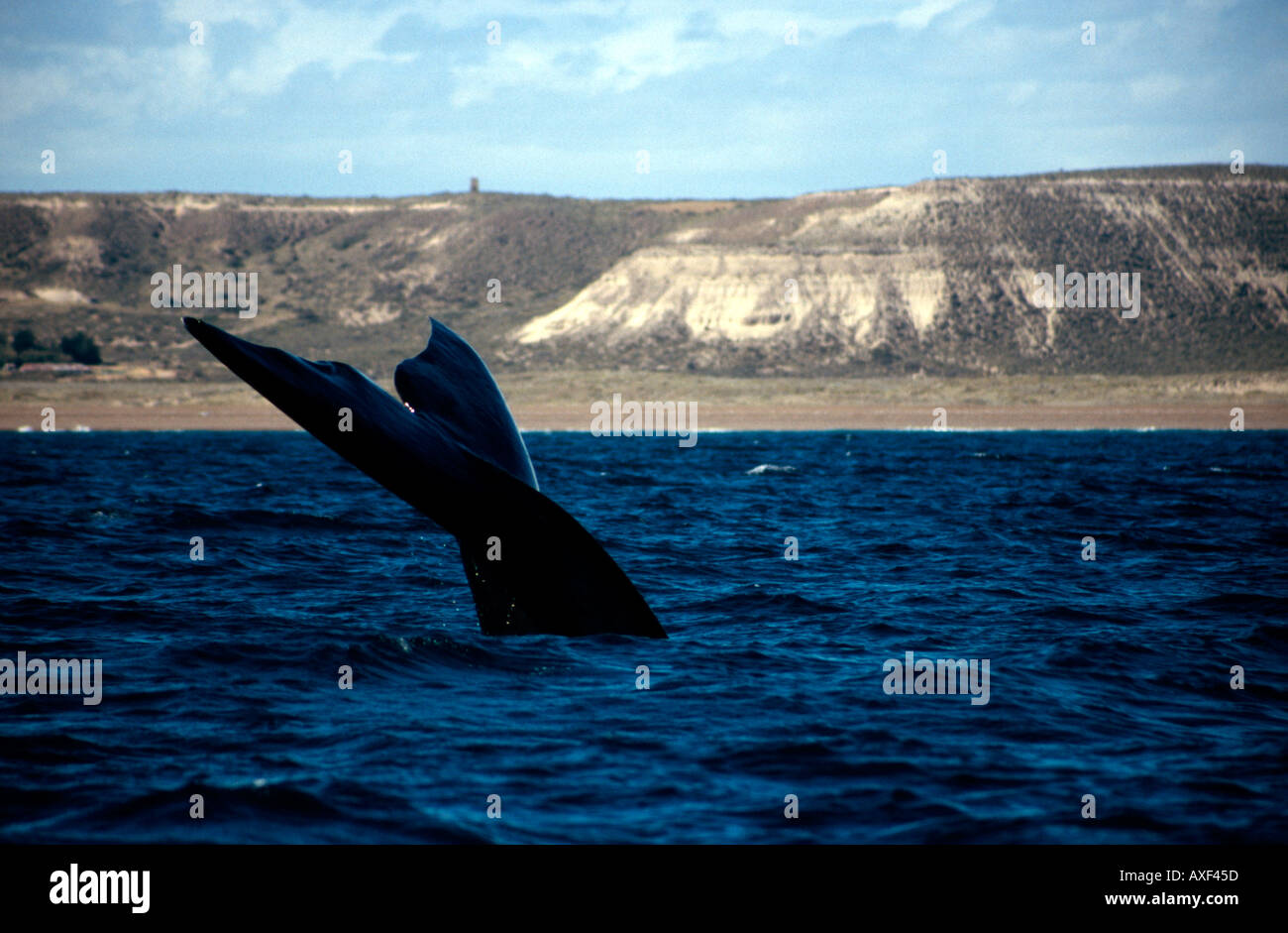 Patagonia Argentina 18 Nov 03 Tail of southern right whale off ...
