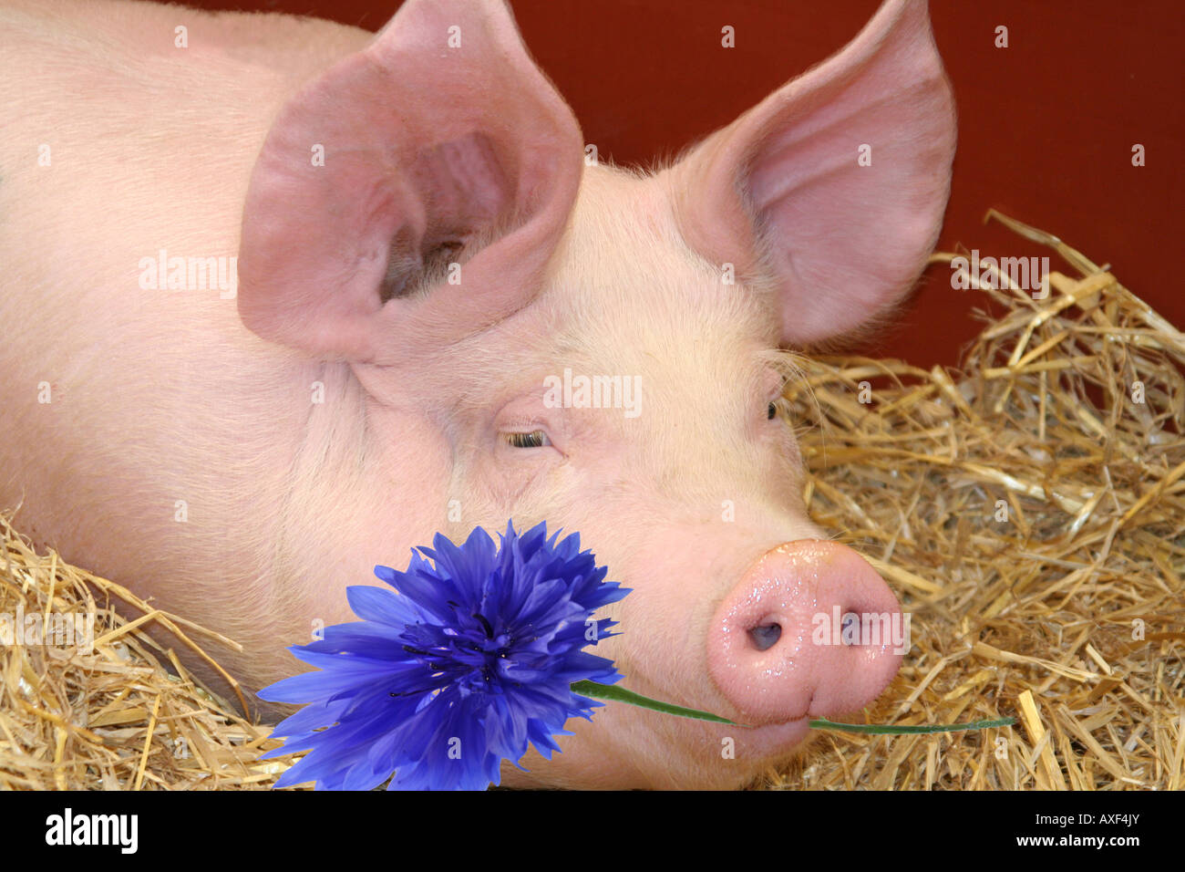 Pig with cornflower Stock Photo