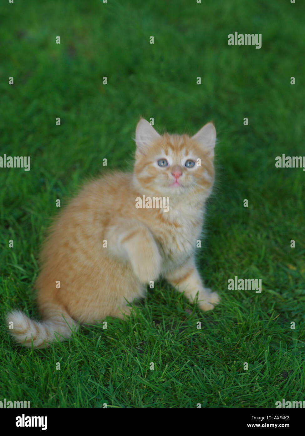Eight Week Old Ginger Kitten on Grass Stock Photo
