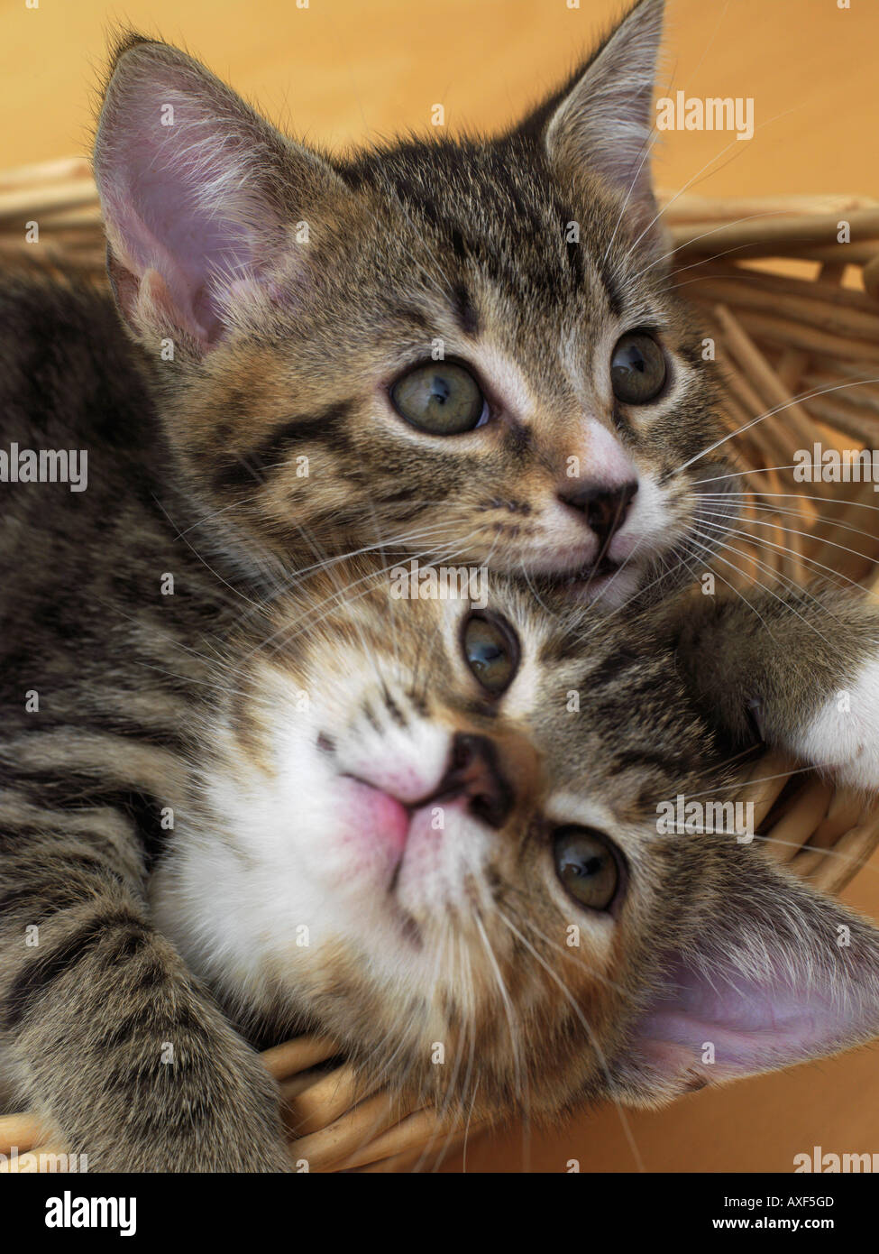 Tabby kittens hi-res stock photography and images - Alamy