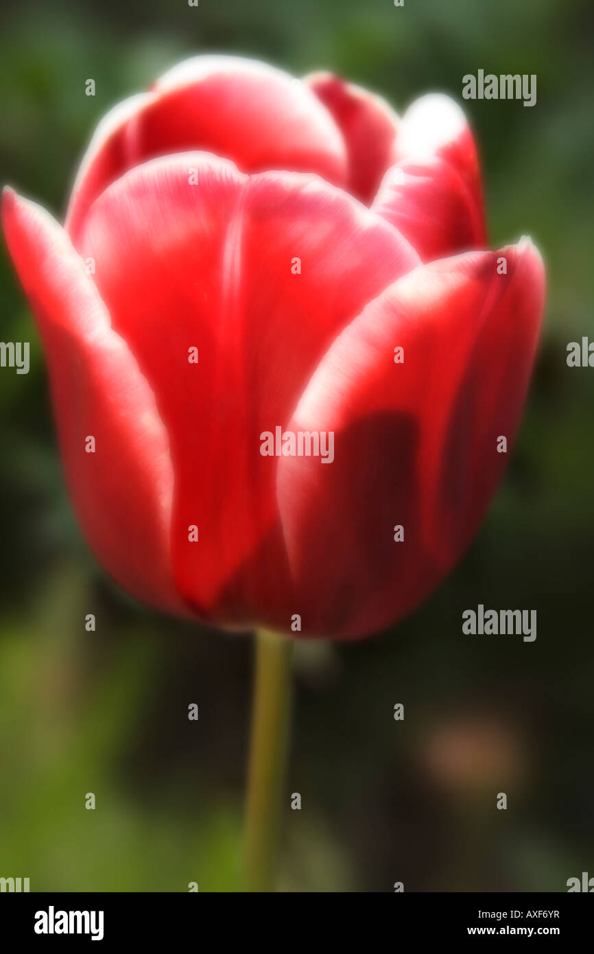 Tulip special hi-res stock photography and images - Alamy