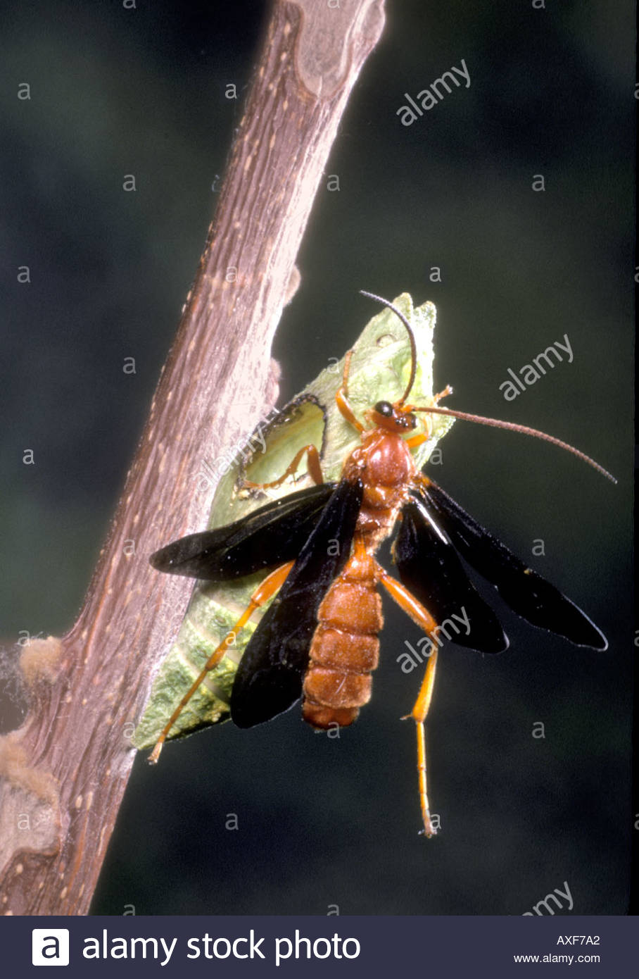 Parasitic wasp emerging from chrysalis of black swallowtail butterfly