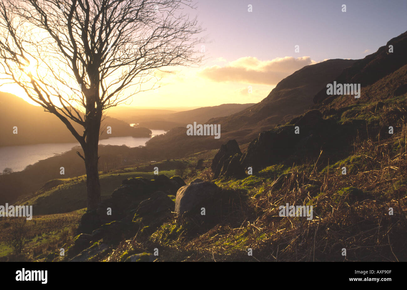 Galloway Forest Park Tree silhouetted against the winter sunset looking