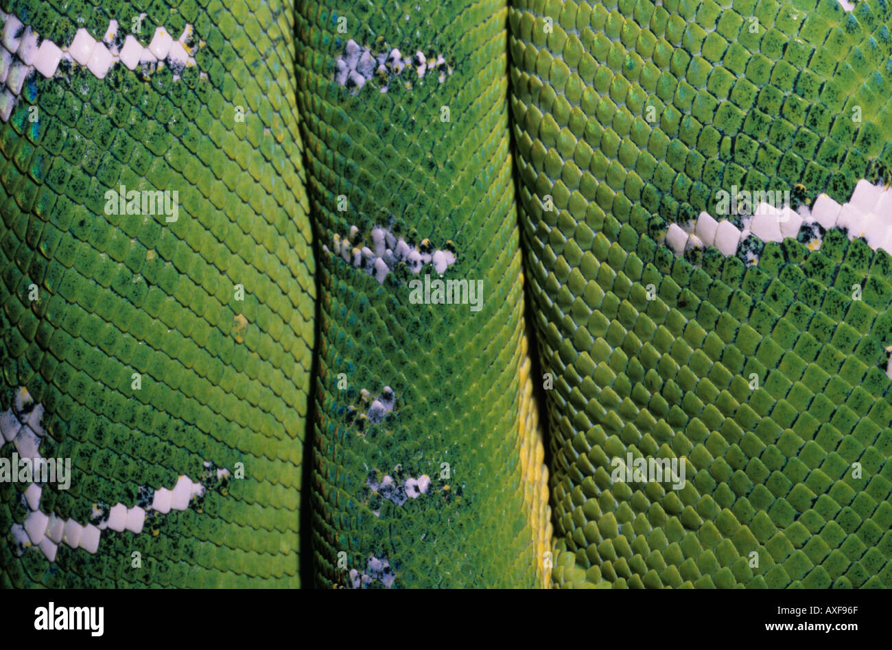 Emerald Tree Boa Stock Photo Alamy