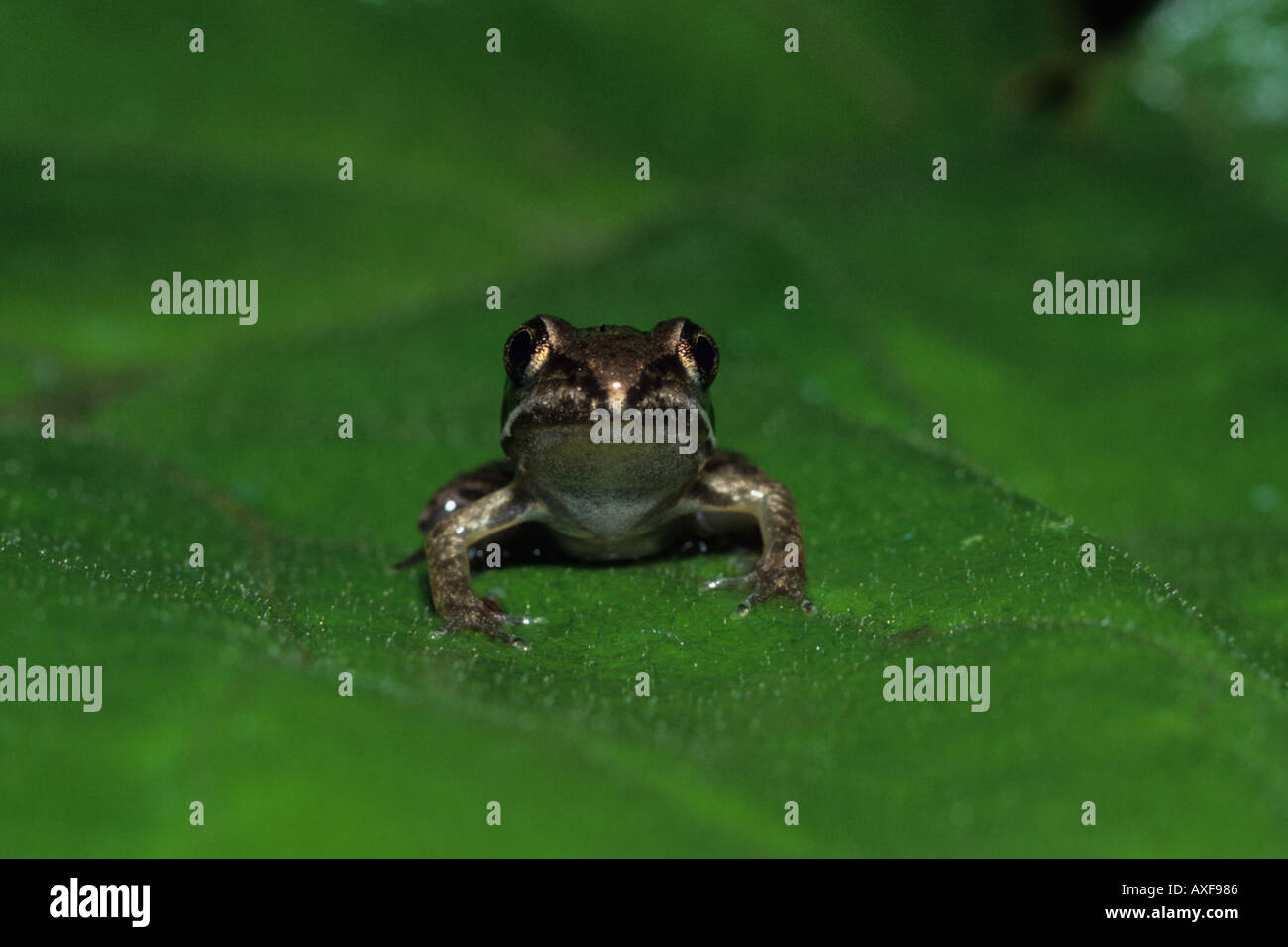 Wood Frog Juvenile Stock Photo Alamy