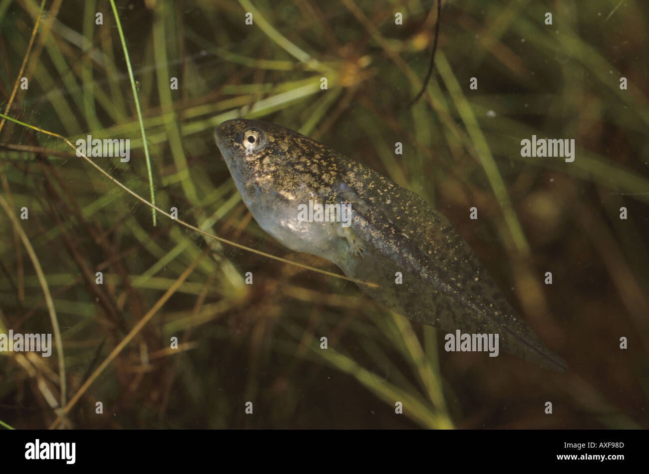 gray tree frog tadpoles