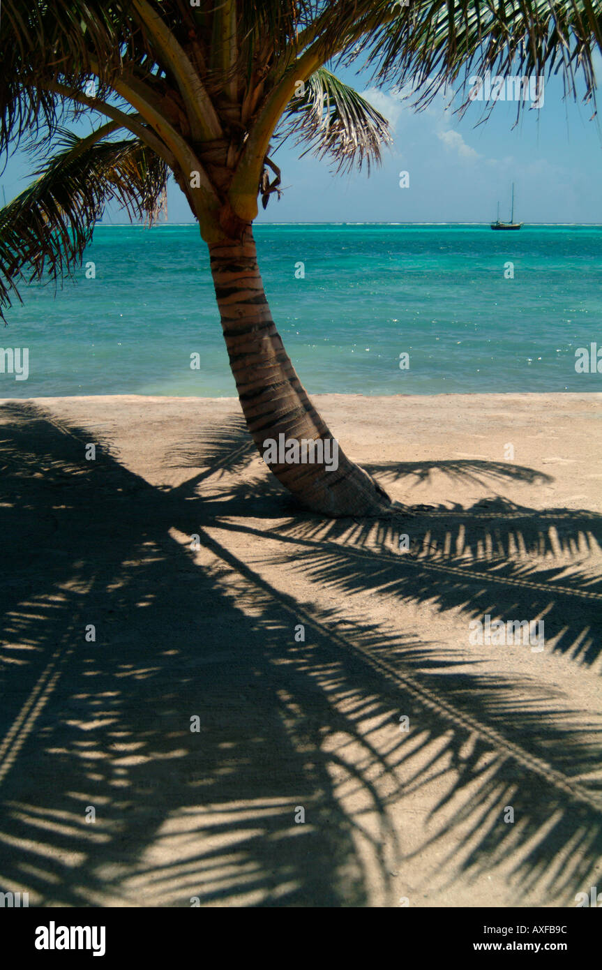 Beach palm tree tropical hi-res stock photography and images - Alamy