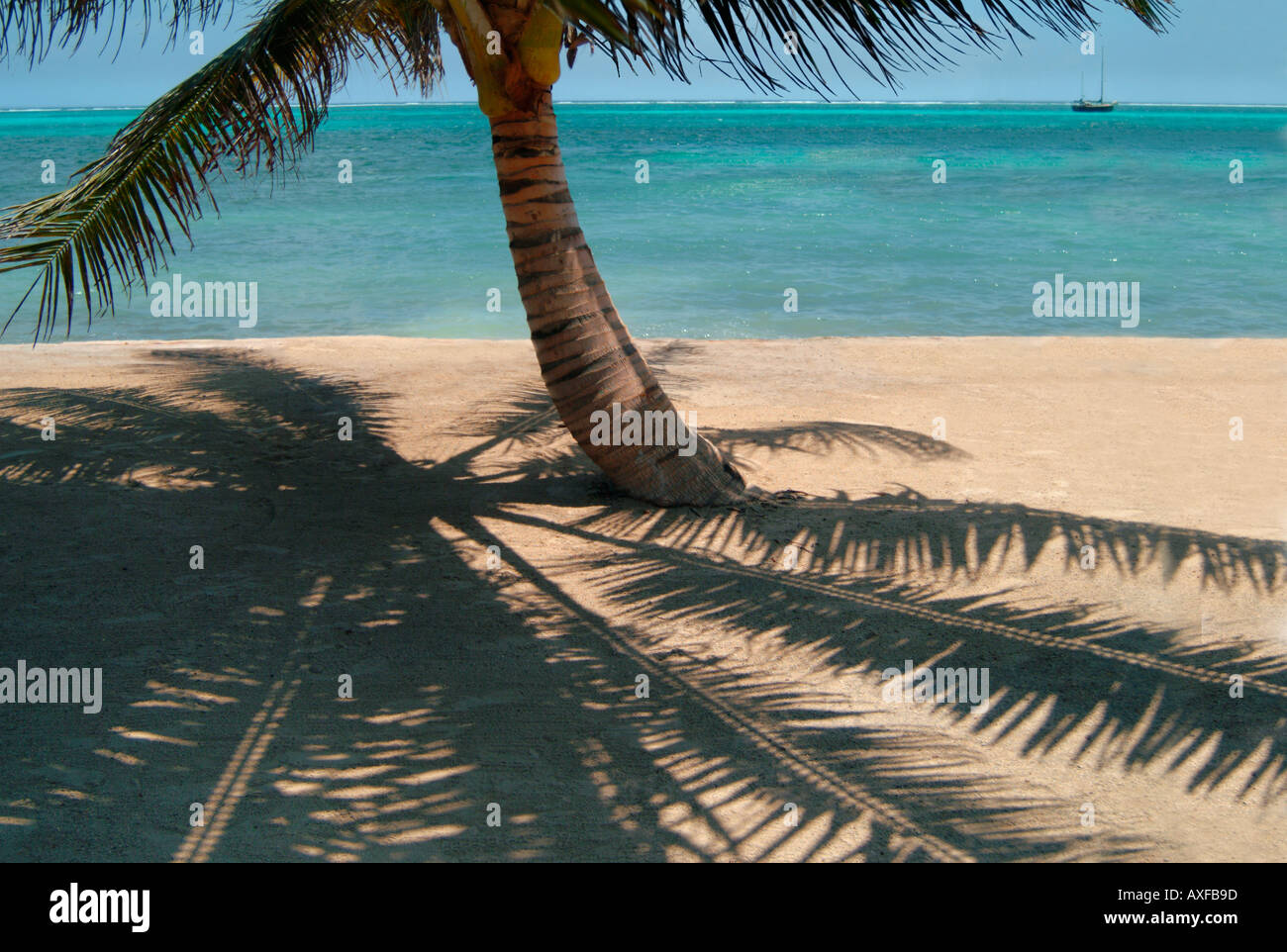 Beach palm tree tropical hi-res stock photography and images - Alamy