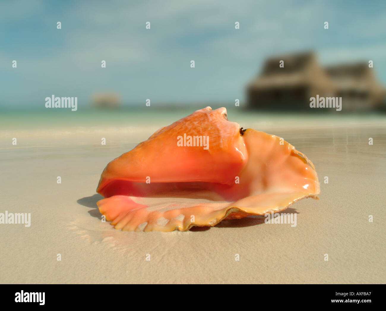A queen conch shell on a Caribbean beach Stock Photo Alamy