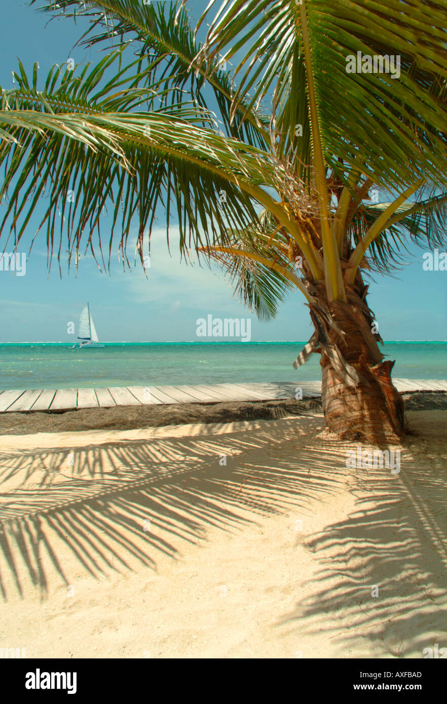 Beach palm tree tropical hi-res stock photography and images - Alamy
