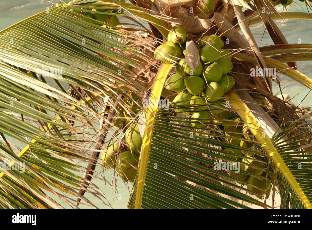 A palm tree with coconuts on a sandy tropical beach. Stock Photo