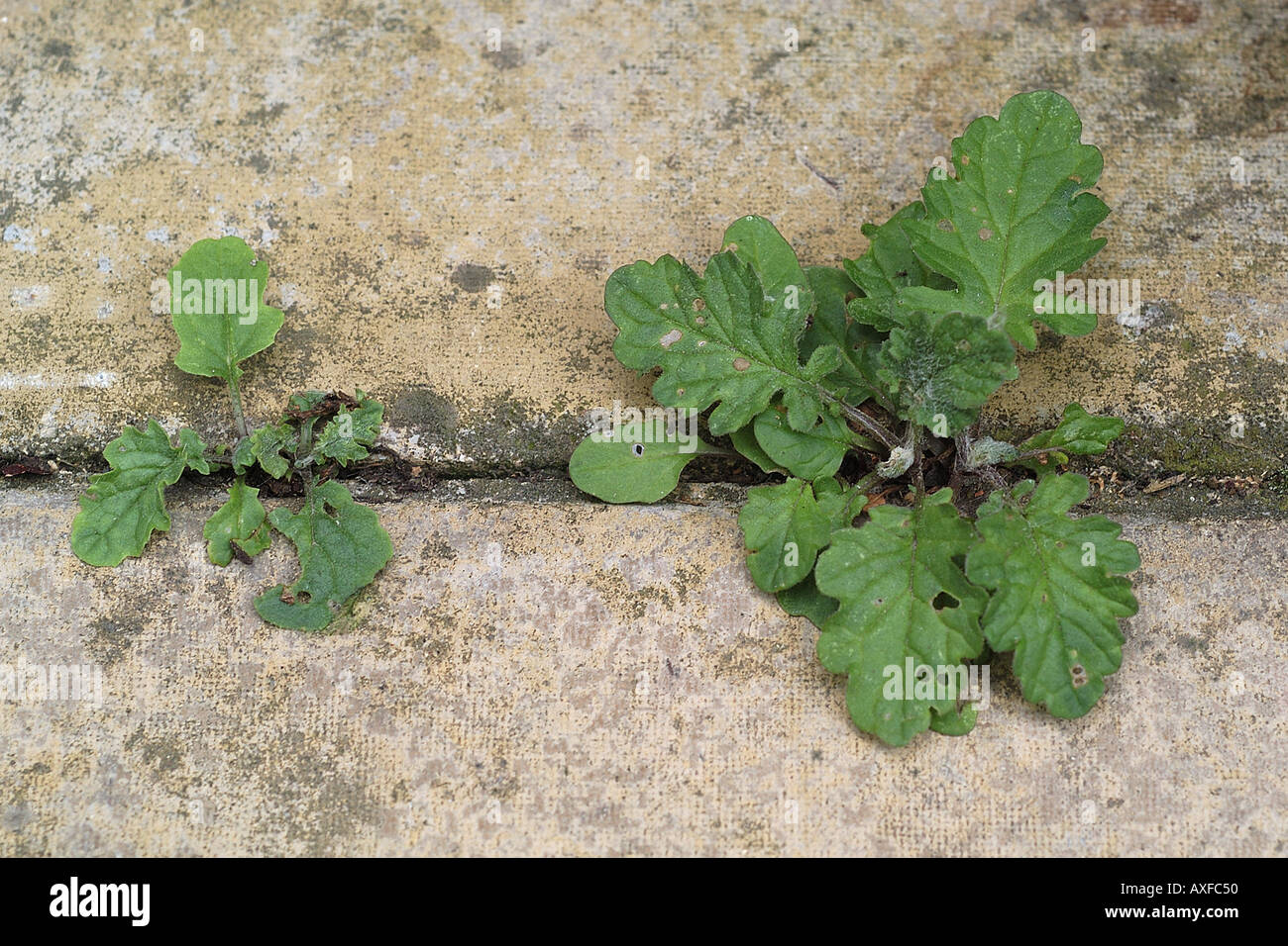 Weed growing in between paving slabs Stock Photo Alamy