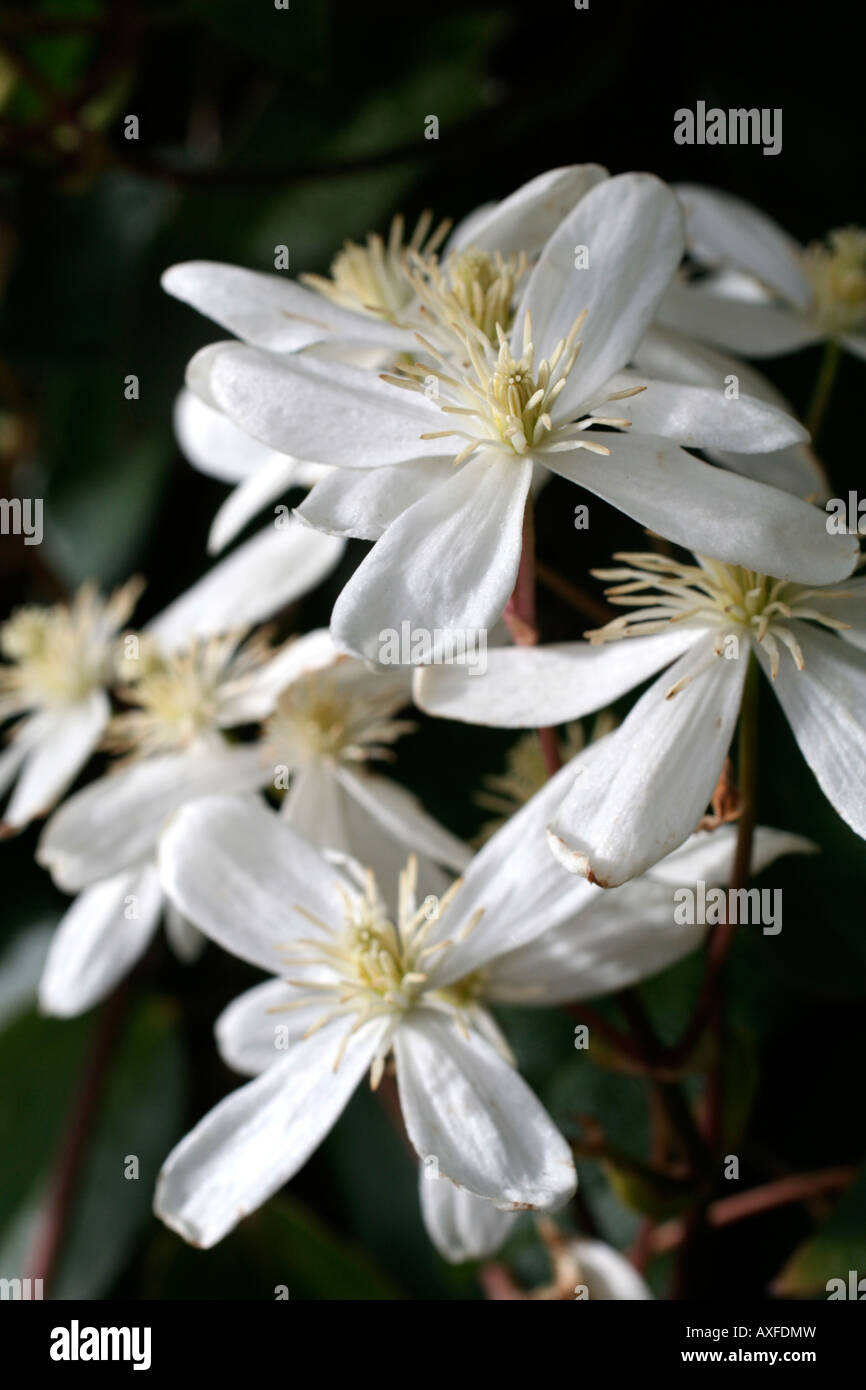 Scented clematis armandii hires stock photography and images Alamy