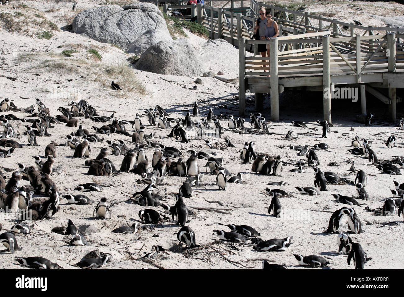 african penguin spheniscus demersus near boulders beach on the false bay cape town western cape province south africa Stock Photo